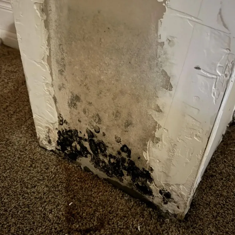 Professional Mold Removal in Ransom County, ND